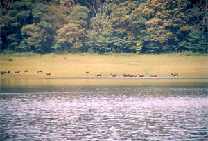 Deers at Thekkady