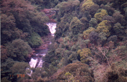 Tropical rain forest